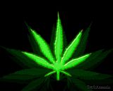 Weed+leaf+cartoon