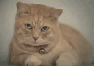 CatCry.gif image by hyperion68